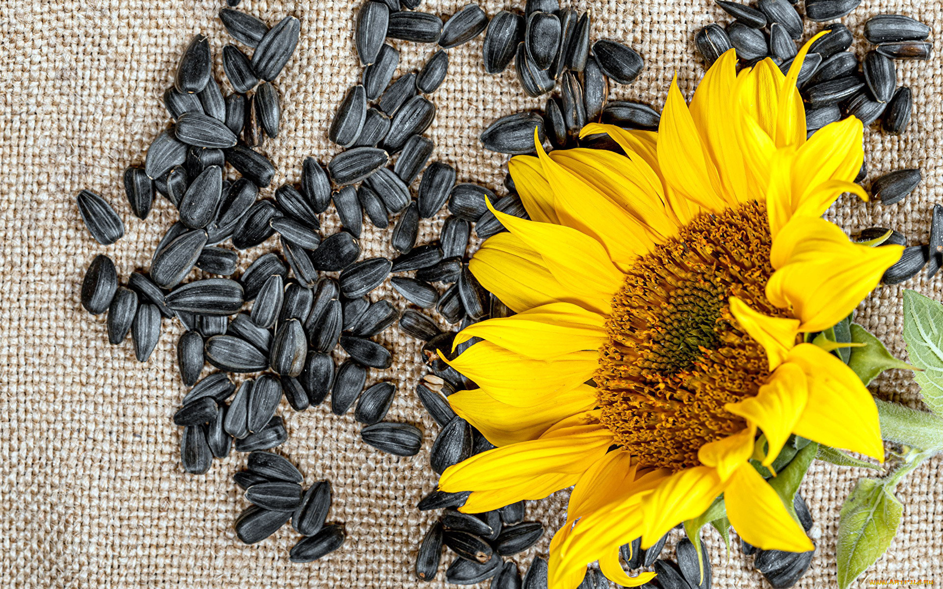 Пшеница подсолнечник. Sunflower семена подсолнечника. LG 5543 CL подсолнечник. Семечки Sunflower Seeds. Семена подсолнечника сорта виж.